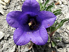 Campanula alpestris