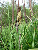 Carex acutiformis, lesser pond sedge.