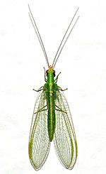 Chrysoperla mediterranea