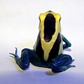 Dendrobates tinctorius