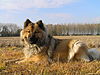 Eurasier (Niemcy)