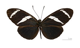 Heliconius antiochus