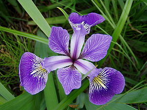 Ίρις η ποικιλόχρους (Iris versicolor), ένα βορειοαμερικανικό είδος