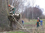 Wilgen knotten door vrijwilligers van Natuurpunt Waasland Noord