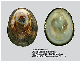 Lottia fenestrata