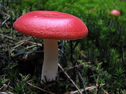 Hánytató galambgomba (Russula emetica)