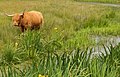 Nationaal Park Duinen van Texel, Highland cattle