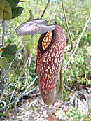 Nepenthes klossii