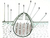 Doorsnede van een perithecium van Xanthopyreniaceae: 1 - cortex, 2 - blauwalgenlaag, 3 - stroma, 4 - involucrellum, 5 - ostiole, 6 - perifysen, 7 - parafysen, 8 - asci met ascosporen, 9 - excipulum