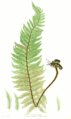 Polystichum aculeatum (Hard Shield Fern)