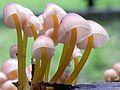 Mycena renati