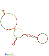 Listeria snRNA rliB: Predicted secondary structure taken from the Rfam database. Family RF01471.