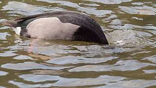 Adult male dabbling for food