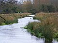 Typical habitat for water voles