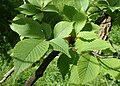 U. castaneifolia leaves in the Botanischer Garten, Berlin-Dahlem