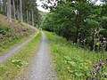 Hochwald in der Westerze.