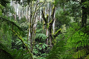 Waldgebiet in der Nähe der Cyathea Falls