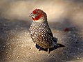 Red-headed Finch