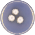 Aspergillus spectabilis growing on CYA plate