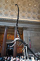 Barosaurus AMNH lobby.jpg