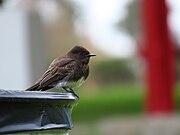 Black phoebe