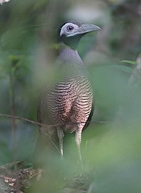 Bird with barred underparts and a black face with blue around the eyes