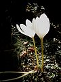 Colchicum speciosum 'Album'