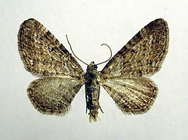 Eupithecia pernotata