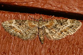 Eupithecia rotundopuncta