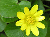 flower from Israel - Ficaria verna
