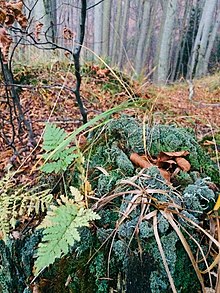 Zdjęcie jest zbliżeniem na kępę mchów i porostów, z której wyrasta niewielka paproć. Teren za nimi jest pofałdowany, nakryty warstwą zeschniętych liści. W tle rosną drzewa, na zdjęciu widoczne są fragmenty ich pni.