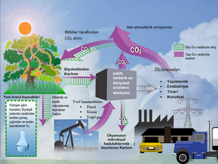 Diagram showing the flow of CO2 in an ecosystem