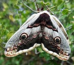 Saturnia pyri – Oberseite