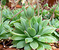 Graptopetalum macdougallii