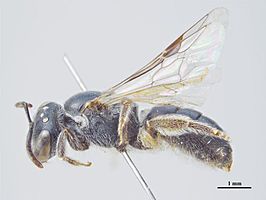 Lasioglossum nigropolitum