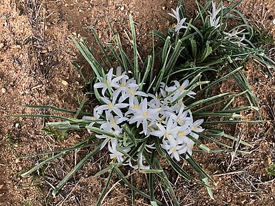 At Rocky Mountain Arsenal National Wildlife Refuge, Colorado