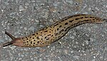 Limax maximus – lebend