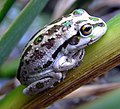 Juvenile motorbike frog