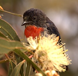 Roodstuithoningvogel