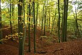 Erosion channel in early autumm