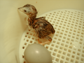 Newly hatched pheasant chick