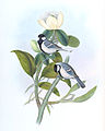 Cinereous Tit, Parus cinereus, between 1850 and 1883, Birds of Asia, Volume 2, J Gould & H. C. Richter