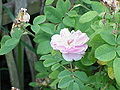 Rosa damascena