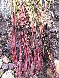 Bases of culms