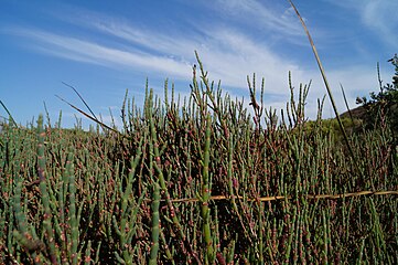 Salicornia neei (syn. Sarcocornia neei)