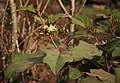 Pokastrauch (Solanum torvum)