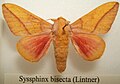 Syssphinx bisecta male