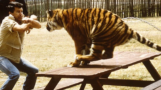 Training a tiger to do "hits" for movies