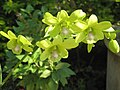 Dendrobium cultivar