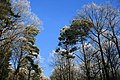 Winterwald am Hohen Schaden